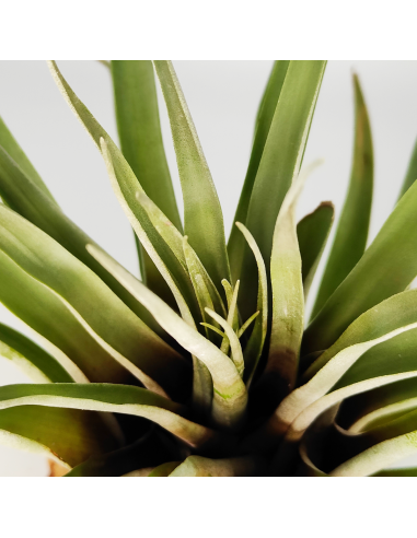 Tillandsia Barthlotti | Ecoterrazas.com