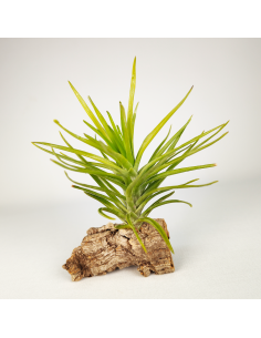 Tillandsia Tenuifolia Emerald Forest | Ecoterrazas.com