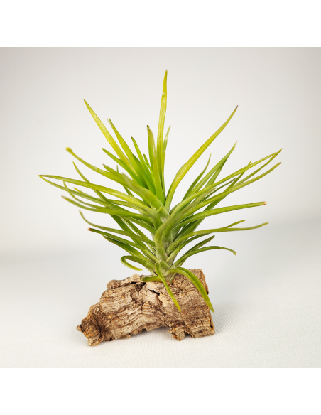 Tillandsia Tenuifolia Emerald Forest | Ecoterrazas.com