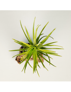 Tillandsia Tenuifolia Emerald Forest | Ecoterrazas.com 2
