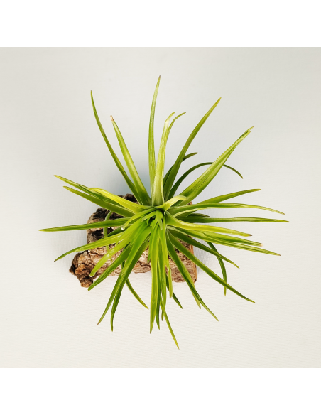 Tillandsia Tenuifolia Emerald Forest | Ecoterrazas.com