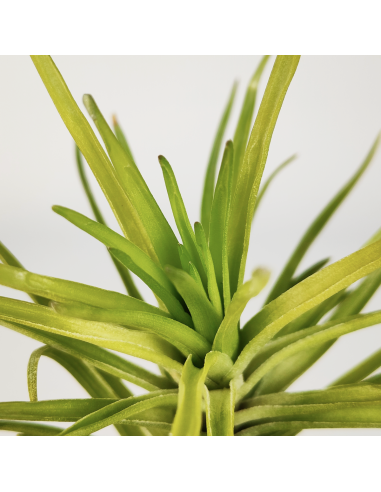 Tillandsia Tenuifolia Emerald Forest | Ecoterrazas.com