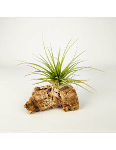 Tillandsia Houston Candy Enana | Ecoterrazas.com