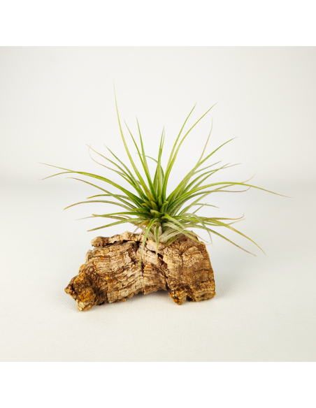 Tillandsia Houston Candy Enana | Ecoterrazas.com