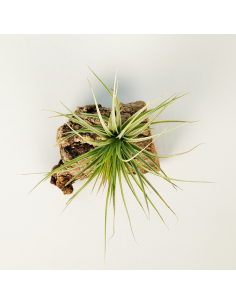 Tillandsia Houston Candy Enana | Ecoterrazas.com 2