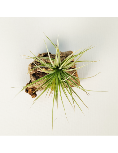 Tillandsia Houston Candy Enana | Ecoterrazas.com