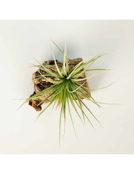 Tillandsia Houston Candy Enana | Ecoterrazas.com
