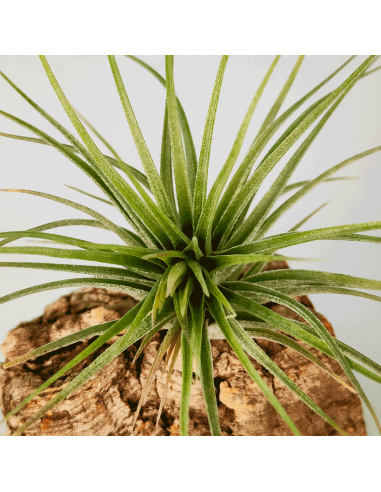 Tillandsia Houston Candy Enana | Ecoterrazas.com