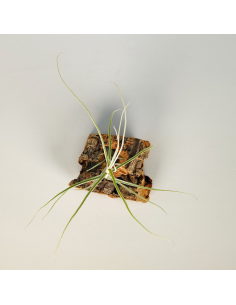 Tillandsia Caerulea Major | Ecoterrazas.com 2