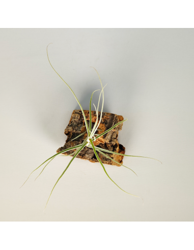 Tillandsia Caerulea Major | Ecoterrazas.com