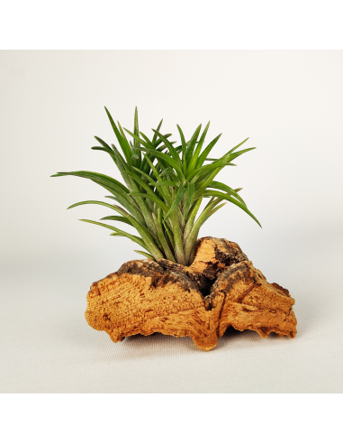 Neglecta Tillandsia | Ecoterrazas.com