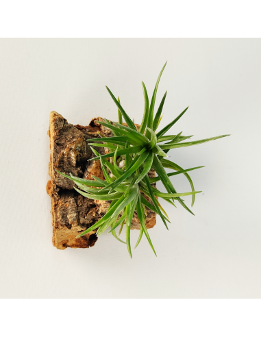 Neglecta Tillandsia | Ecoterrazas.com