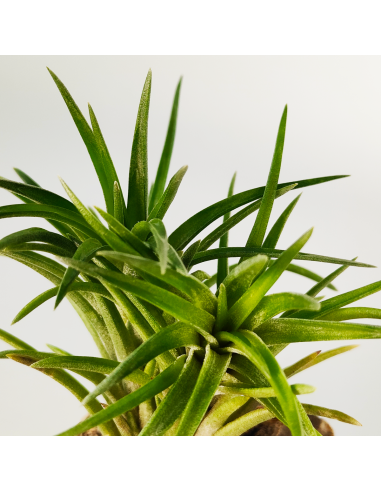 Neglecta Tillandsia | Ecoterrazas.com