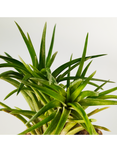 Neglecta Tillandsia | Ecoterrazas.com