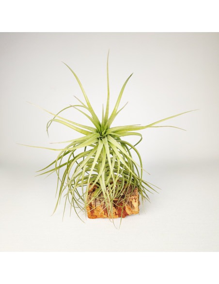 Tillandsia Aeranthos x Holm´s Star Rose | Ecoterrazas.com
