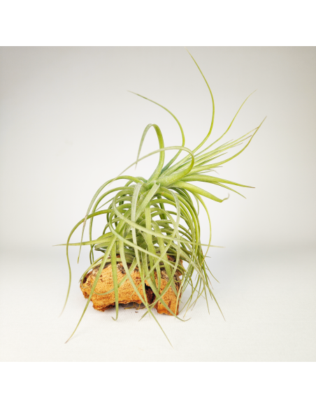Tillandsia Aeranthos x Holm´s Star Rose | Ecoterrazas.com