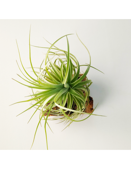 Tillandsia Aeranthos x Holm´s Star Rose | Ecoterrazas.com
