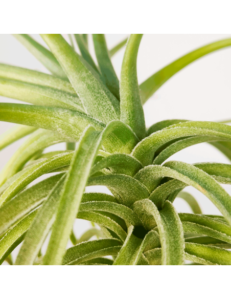 Tillandsia Aeranthos x Holm´s Star Rose | Ecoterrazas.com