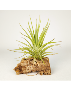 Tillandsia Carminea x Holm´s Twin Star | Ecoterrazas.com
