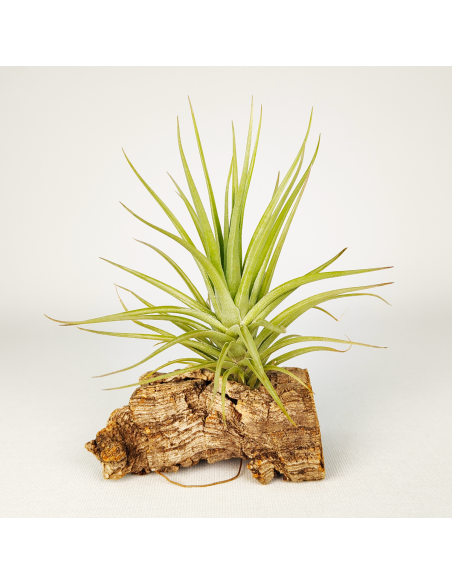 Tillandsia Carminea x Holm´s Twin Star | Ecoterrazas.com