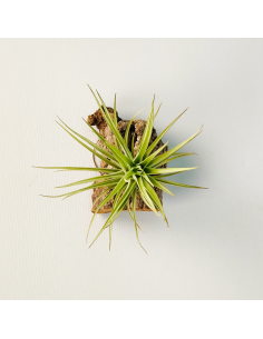 Tillandsia Carminea x Holm´s Twin Star | Ecoterrazas.com 2