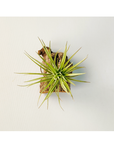 Tillandsia Carminea x Holm´s Twin Star | Ecoterrazas.com