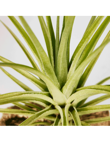 Tillandsia Carminea x Holm´s Twin Star | Ecoterrazas.com