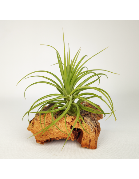 Tillandsia Holm´s Twistem | Ecoterrazas.com