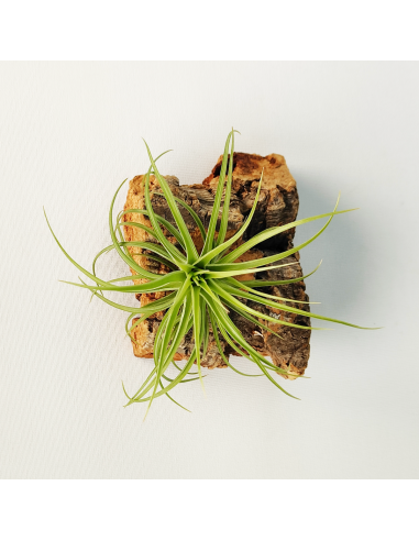 Tillandsia Holm´s Twistem | Ecoterrazas.com