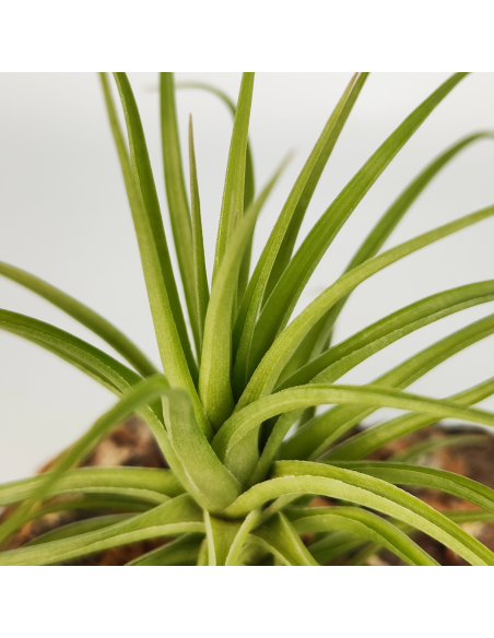 Tillandsia Holm´s Twistem | Ecoterrazas.com