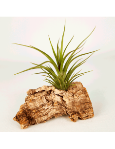 Tillandsia Holm´s Twin Star x Caulescens | Ecoterrazas.com