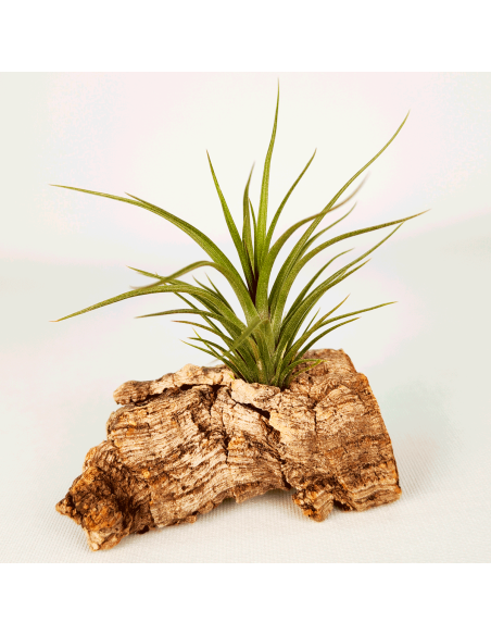 Tillandsia Holm´s Twin Star x Caulescens | Ecoterrazas.com