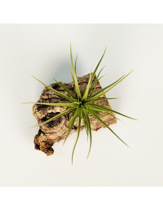 Tillandsia Holm´s Twin Star x Caulescens | Ecoterrazas.com 2