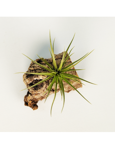 Tillandsia Holm´s Twin Star x Caulescens | Ecoterrazas.com