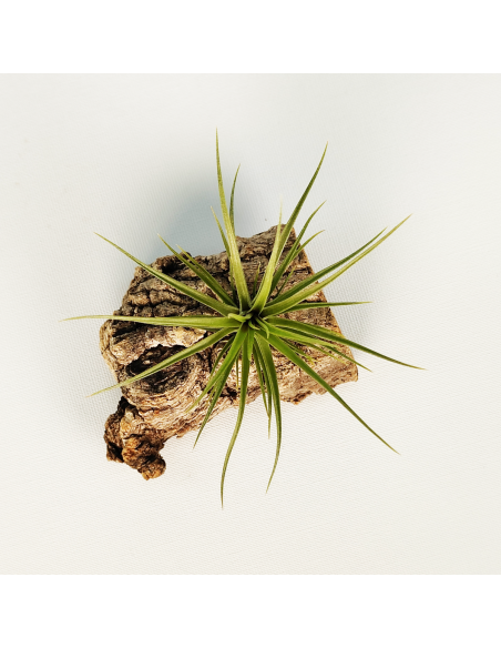 Tillandsia Holm´s Twin Star x Caulescens | Ecoterrazas.com