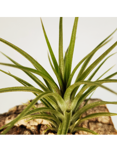 Tillandsia Holm´s Twin Star x Caulescens | Ecoterrazas.com