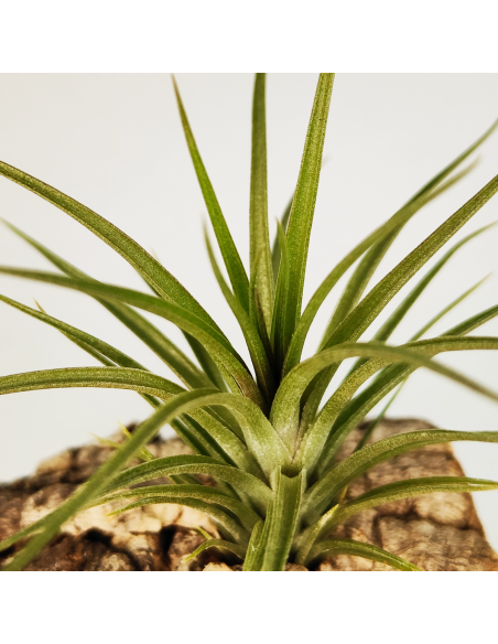 Tillandsia Holm´s Twin Star x Caulescens | Ecoterrazas.com