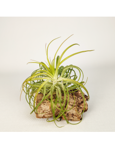 Tillandsia Holm´s Ideal x Remember Bob Holm´s | Ecoterrazas.com