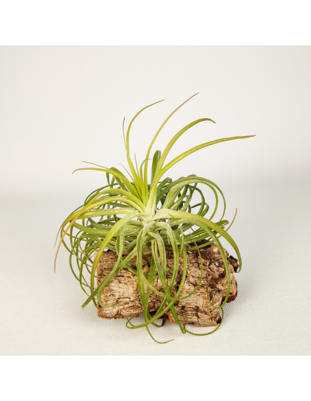 Tillandsia Holm´s Ideal x Remember Bob Holm´s | Ecoterrazas.com