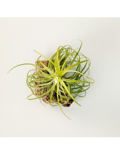Tillandsia Holm´s Ideal x Remember Bob Holm´s | Ecoterrazas.com 2