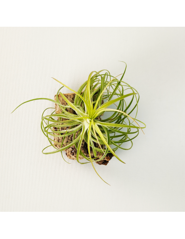 Tillandsia Holm´s Ideal x Remember Bob Holm´s | Ecoterrazas.com
