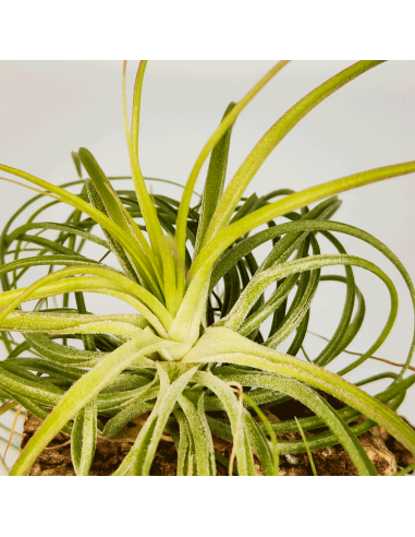 Tillandsia Holm´s Ideal x Remember Bob Holm´s | Ecoterrazas.com