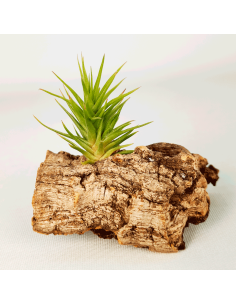 Tillandsia Aeranthos Bronze | Ecoterrazas.com