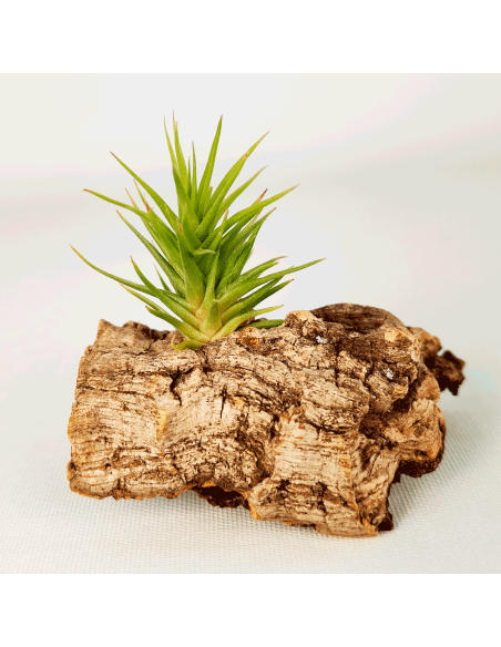 Tillandsia Aeranthos Bronze | Ecoterrazas.com