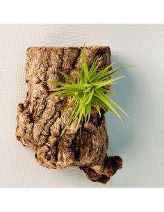 Tillandsia Aeranthos Bronze | Ecoterrazas.com 2