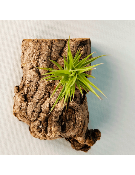 Tillandsia Aeranthos Bronze | Ecoterrazas.com