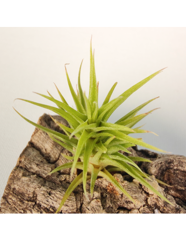 Tillandsia Aeranthos Bronze | Ecoterrazas.com