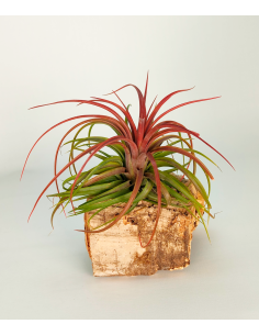 Tillandsia Rainforest Red | Ecoterrazas.com
