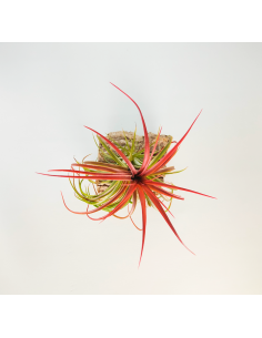 Tillandsia Rainforest Red | Ecoterrazas.com 2