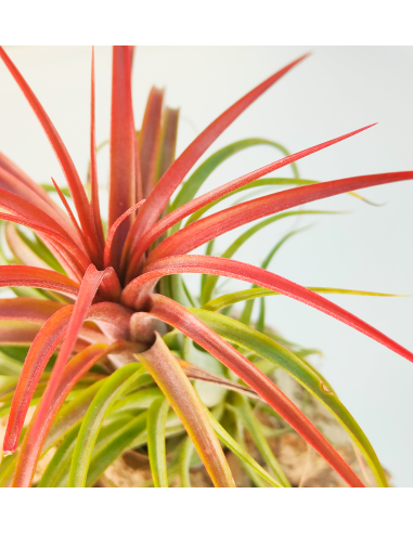 Tillandsia Rainforest Red | Ecoterrazas.com
